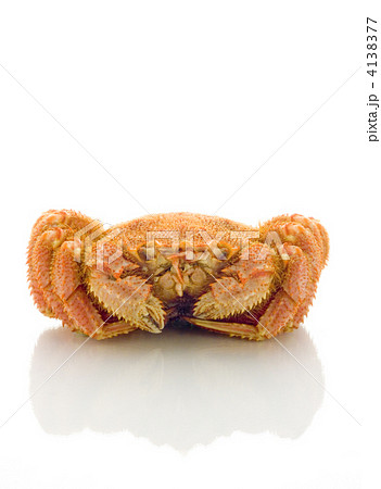 毛蟹 白バック 毛蟹 白バック 4138377