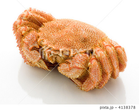 毛蟹 白バック 毛蟹 白バック 4138378