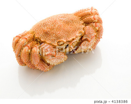 毛蟹 白バック 毛蟹 白バック 4138386