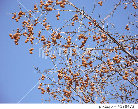 モミジバスズカケノキ モミジバスズカケノキ 4138472