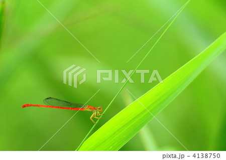 ベニイトトンボ ベニイトトンボ 4138750