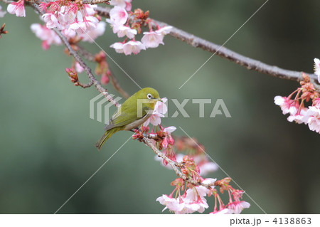寒桜とメジロ 4138863