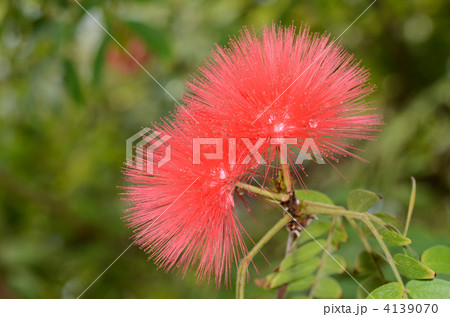 ふわふわの赤い花の写真素材