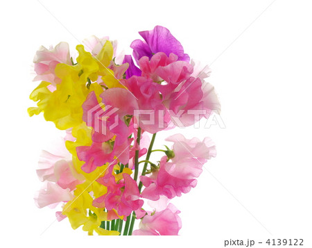 スイートピーの花束 スイートピーの花束 4139122
