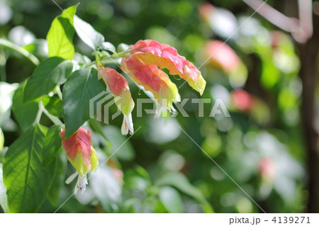 コエビソウ コエビソウ 4139271