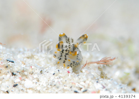 ウミウシ ウミウシ 4139374