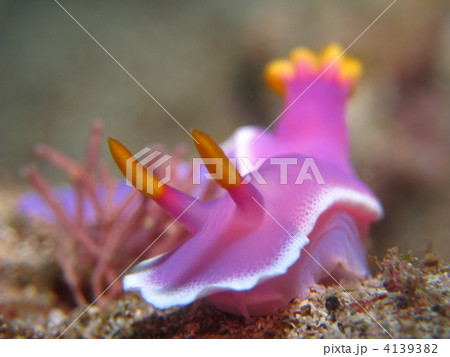 ウミウシ 4139382