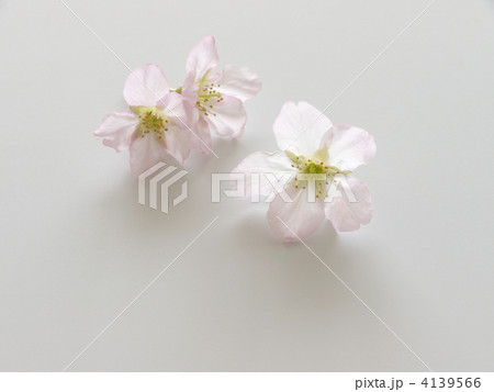 啓翁桜 啓翁桜 4139566