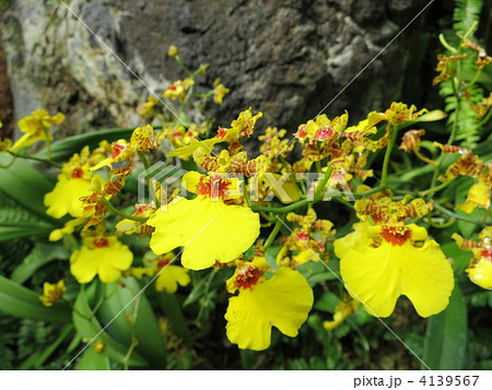 オンシジウム オンシジウム 4139567