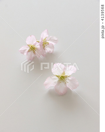 啓翁桜 啓翁桜 4139568