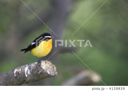 マミジロキビタキ マミジロキビタキ 4139839