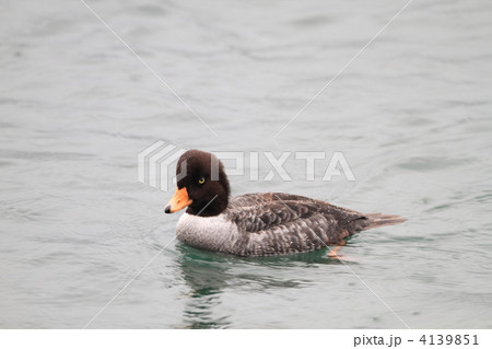 キタホオジロガモ キタホオジロガモ 4139851