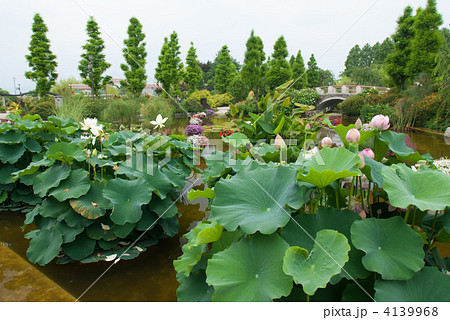 草津市立水生植物公園みずの森 夏の花影の池 草津市立水生植物公園みずの森 夏の花影の池 4139968