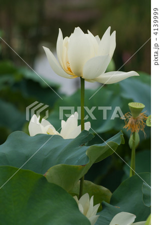 草津市立水生植物公園みずの森　夏の花影の池のハス 4139999