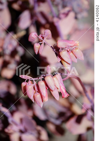 冬なのにエケベリアの花が咲きそうです。 4140062