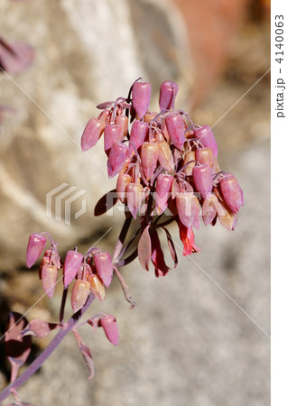 冬なのにエケベリアの花が咲きそうです。 4140063