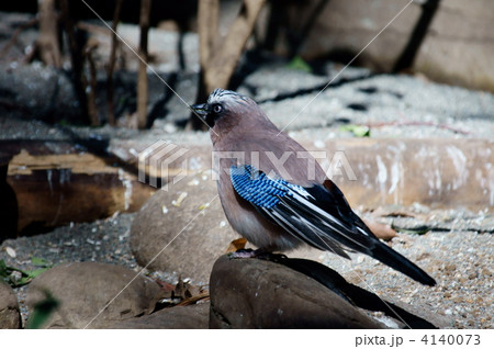 鵥　ゴマ塩頭のカケス君 4140073