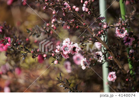御柳梅　ギョリュウバイの花　咲きました。 4140074