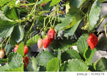 いちご 4140279