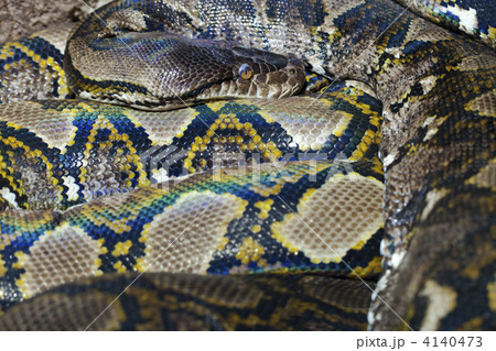 Python starring at the delicious photographer 4140473