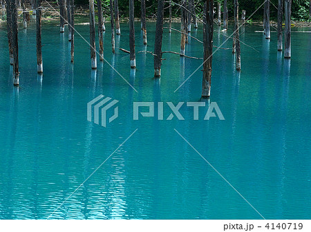 美瑛の絶景青い池 美瑛の絶景青い池 4140719