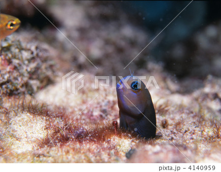 ギンポの仲間 4140959