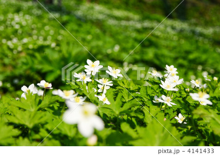 ニリンソウ 4141433