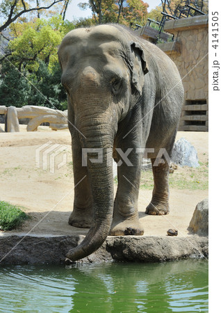 アジアゾウ アジアゾウ 4141505