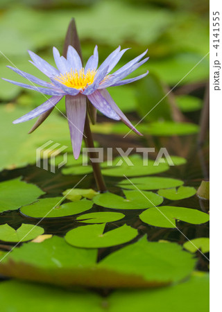 イスラモラダ イスラモラダ 4141555