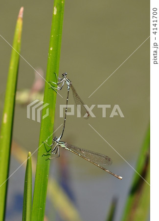 イトトンボの恋 4141700