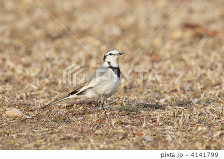 ハクセキレイ 4141799