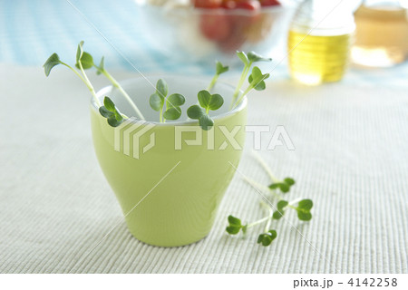 かいわれ大根 4142258