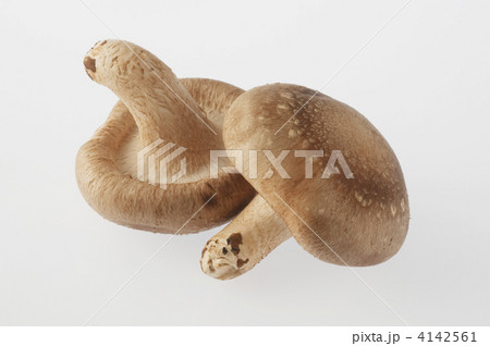 椎茸 4142561