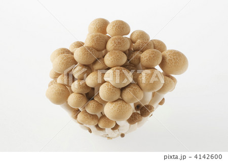 しめじ しめじ 4142600