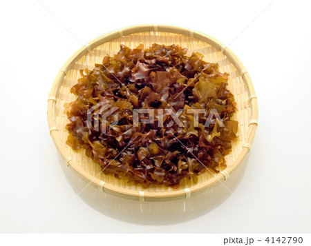 銀杏草　別名：仏の耳 4142790