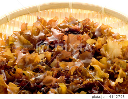 銀杏草　別名：仏の耳 4142793