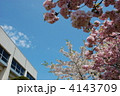 校舎と桜 4143709