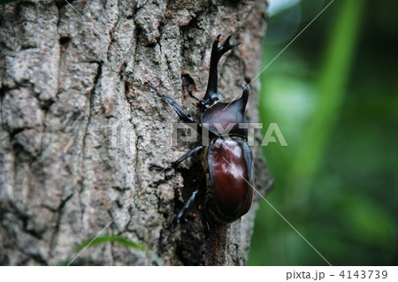 カブトムシ 4143739