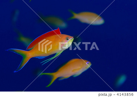 アカネハナゴイ 4143856