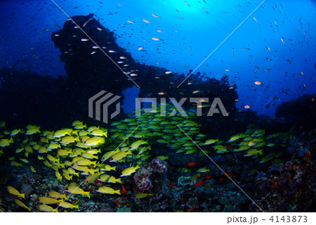 ヨスジフエダイの群れ 4143873