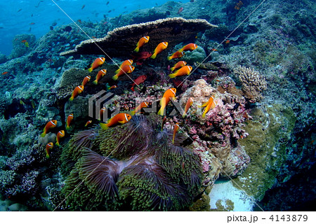 クマノミ 4143879