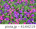 二色のペチュニア畑 4144219