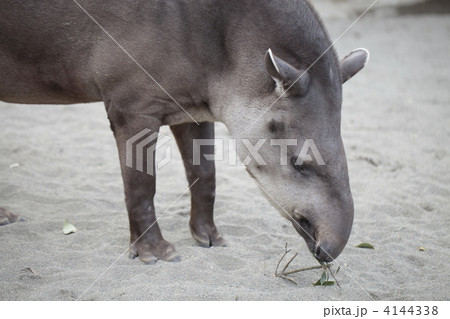 悪い夢を食べてくれる食事中のバクの写真素材