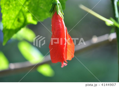 ウナズキヒメフヨウ 4144907