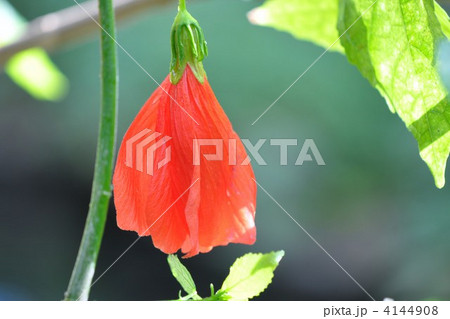 ウナズキヒメフヨウ 4144908