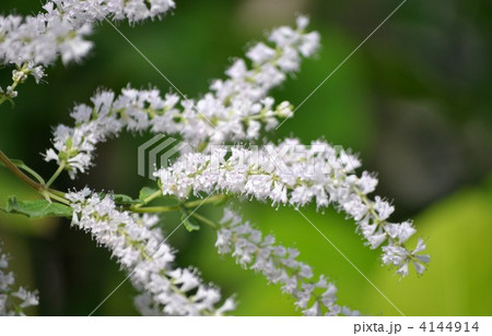 フブキバナ 4144914