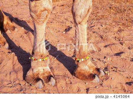 ラクダの足の写真素材