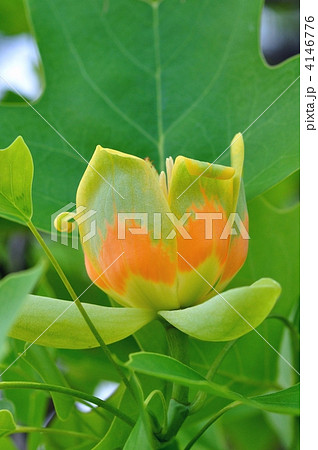 チューリップツリー 4146776