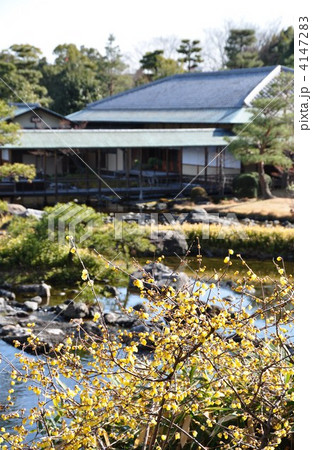 冬の白鳥庭園　ソシンロウバイと清羽亭 4147283