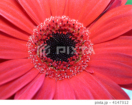 ガーベラの花芯(マジェスティ) ガーベラの花芯(マジェスティ) 4147312